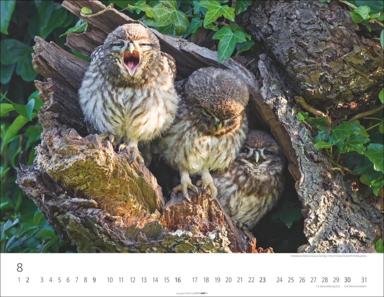Bild: 9783839902004 | Eulen Kalender 2026 | Kalender | Tierkalender Weingarten | 14 S.