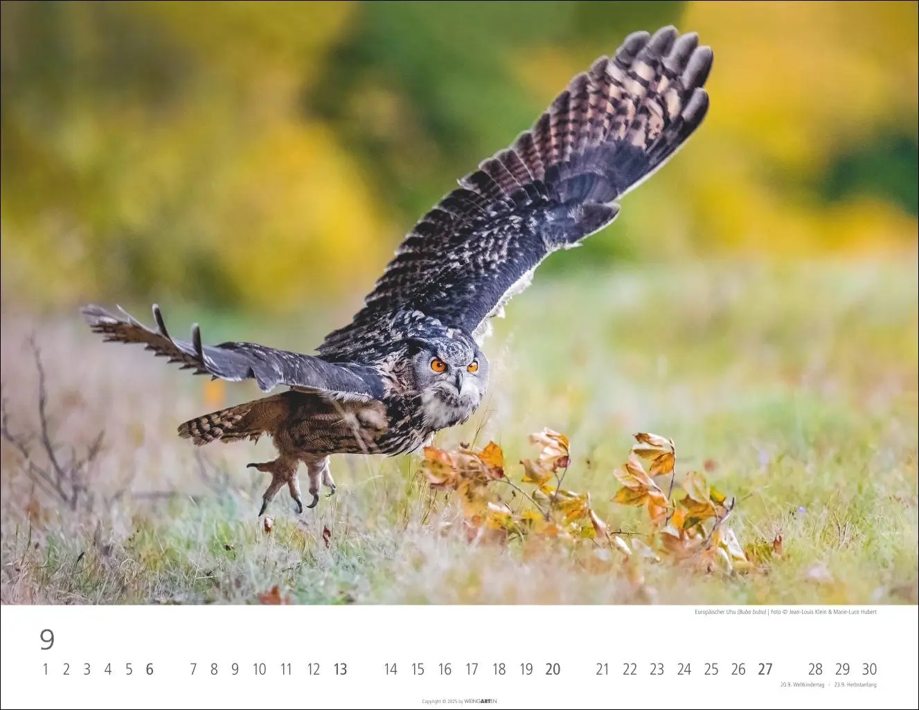 Bild: 9783839902004 | Eulen Kalender 2026 | Kalender | Tierkalender Weingarten | 14 S.