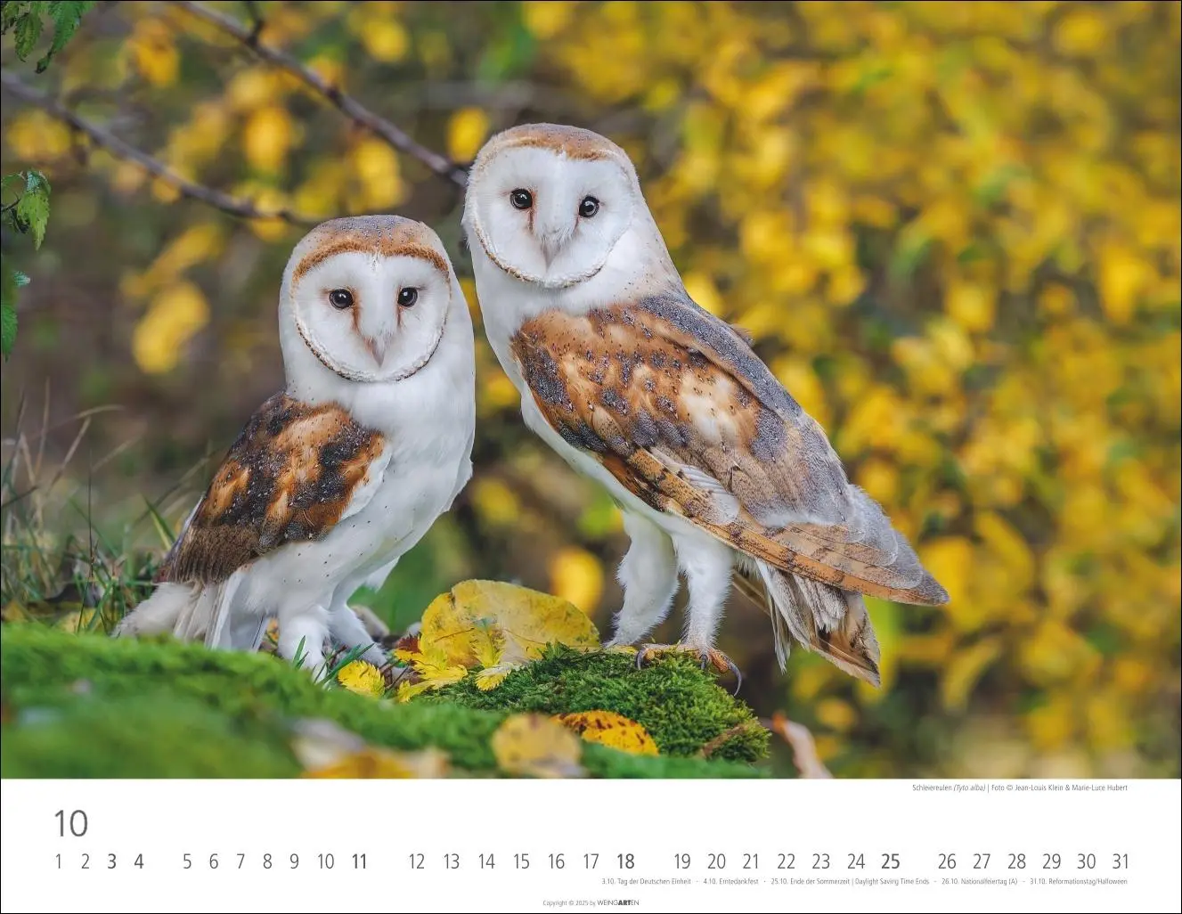 Bild: 9783839902004 | Eulen Kalender 2026 | Kalender | Tierkalender Weingarten | 14 S.