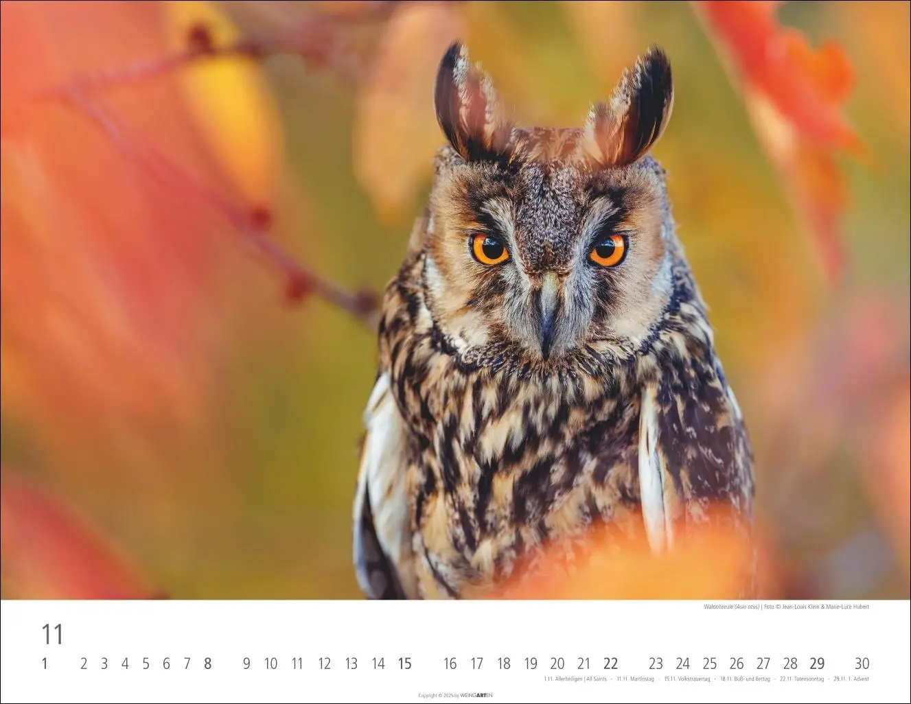 Bild: 9783839902004 | Eulen Kalender 2026 | Kalender | Tierkalender Weingarten | 14 S.