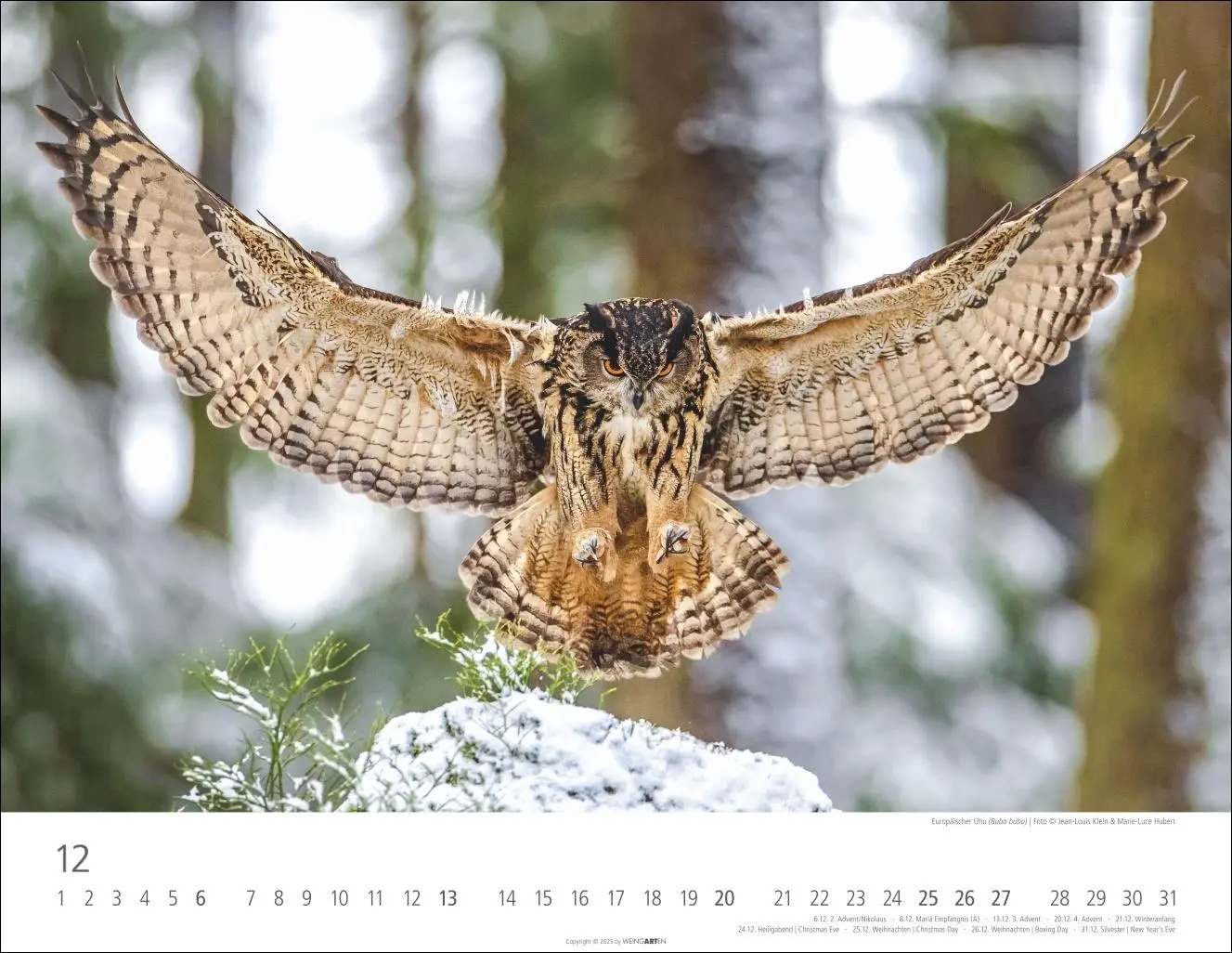 Bild: 9783839902004 | Eulen Kalender 2026 | Kalender | Tierkalender Weingarten | 14 S.