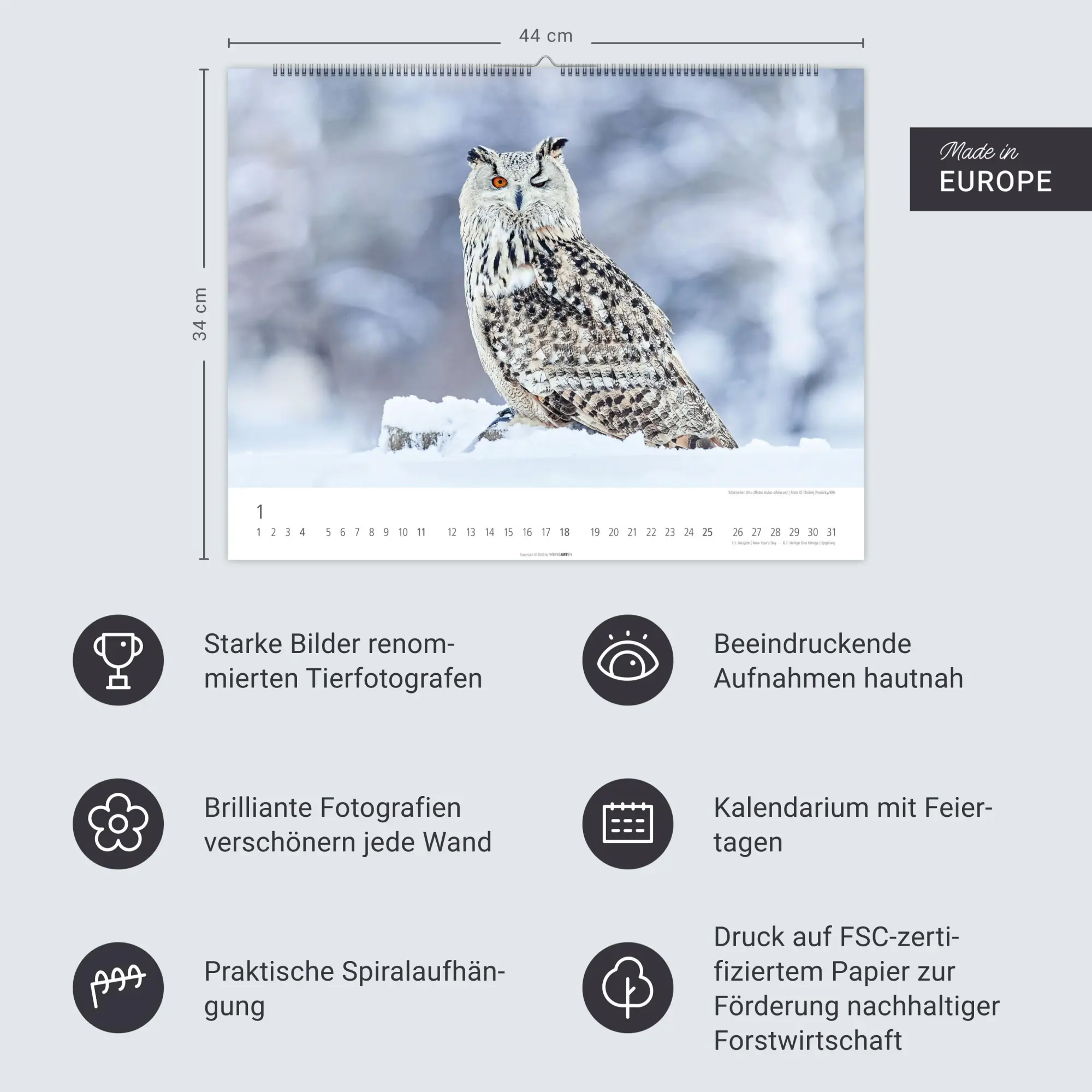 Bild: 9783839902004 | Eulen Kalender 2026 | Kalender | Tierkalender Weingarten | 14 S.
