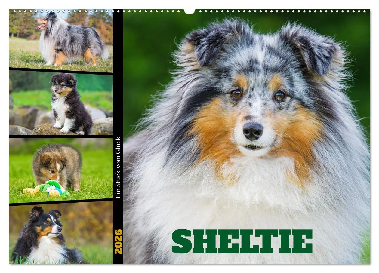 Cover: 9783457372104 | Sheltie - Ein Stück vom Glück (Wandkalender 2026 DIN A2 quer),...