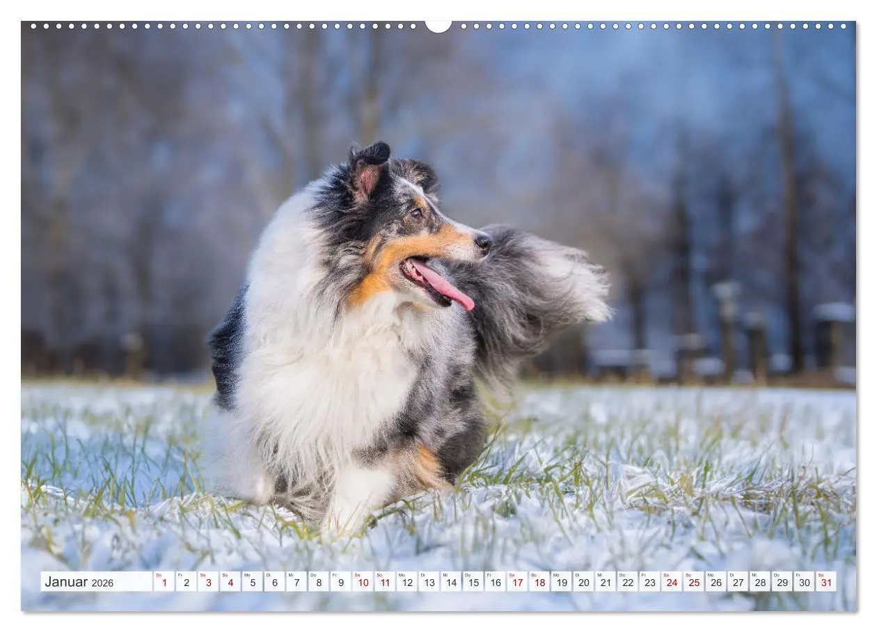 Bild: 9783457372104 | Sheltie - Ein Stück vom Glück (Wandkalender 2026 DIN A2 quer),...