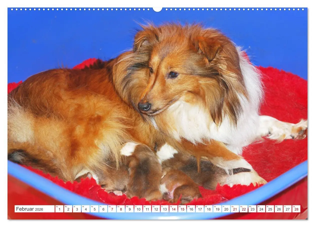 Bild: 9783457372104 | Sheltie - Ein Stück vom Glück (Wandkalender 2026 DIN A2 quer),...