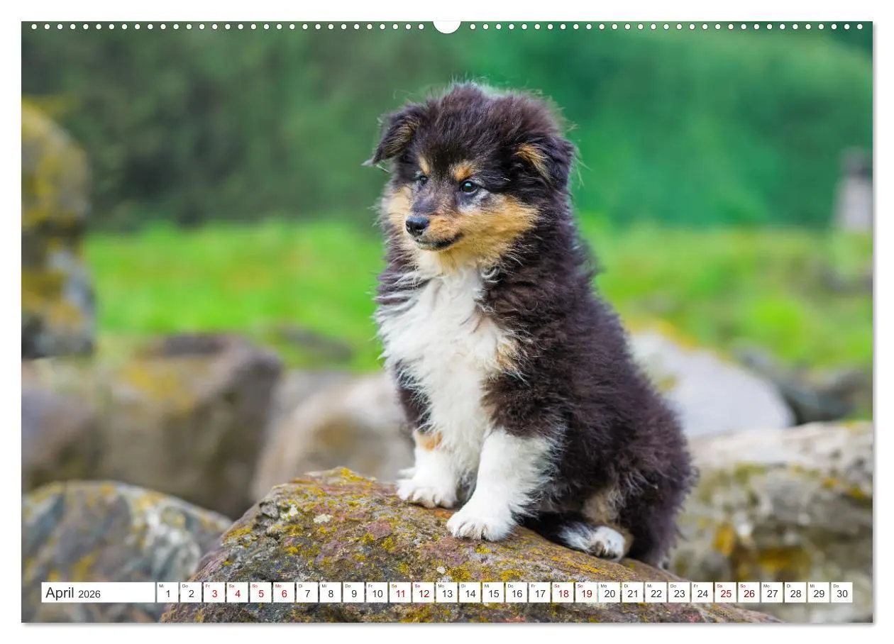 Bild: 9783457372104 | Sheltie - Ein Stück vom Glück (Wandkalender 2026 DIN A2 quer),...