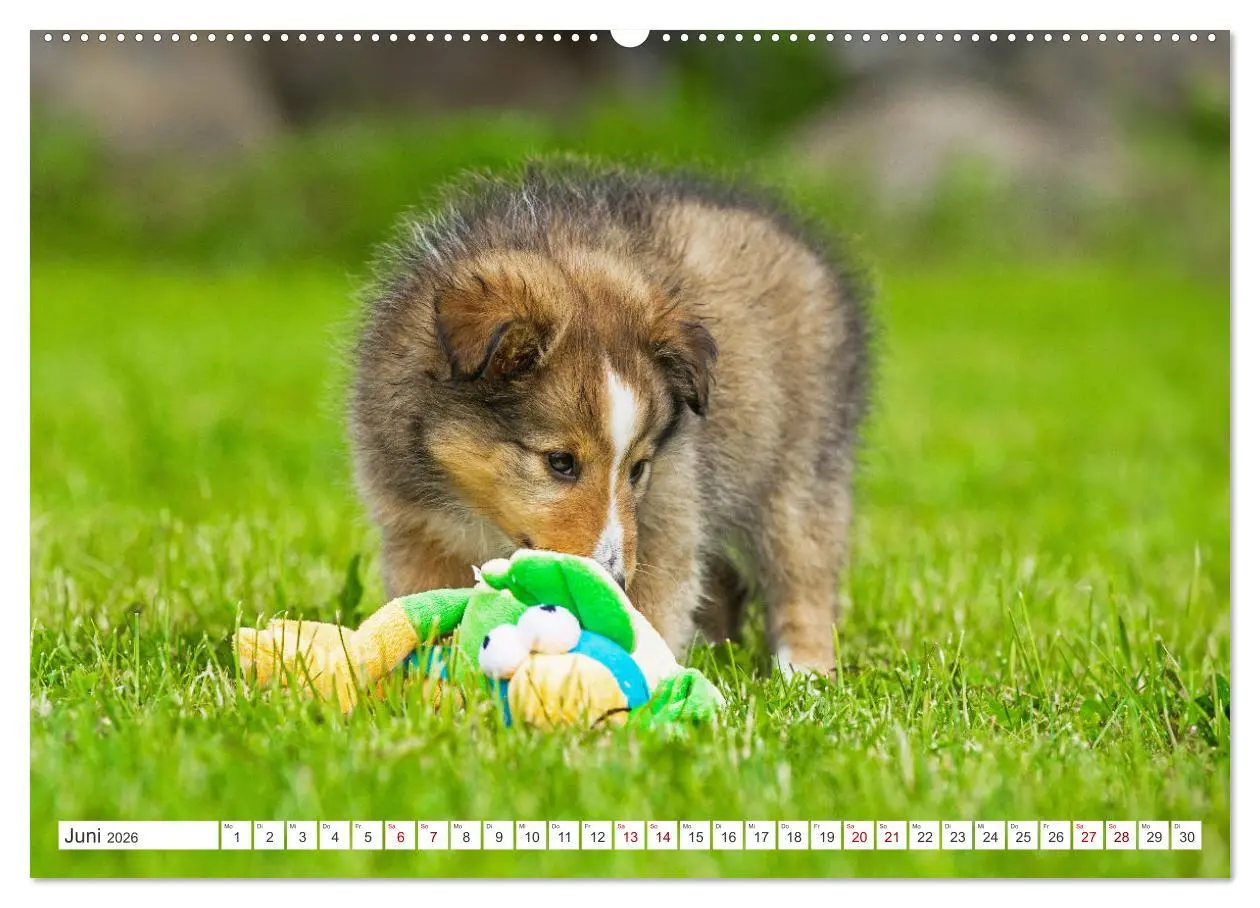 Bild: 9783457372104 | Sheltie - Ein Stück vom Glück (Wandkalender 2026 DIN A2 quer),...