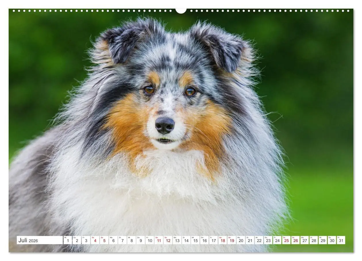 Bild: 9783457372104 | Sheltie - Ein Stück vom Glück (Wandkalender 2026 DIN A2 quer),...