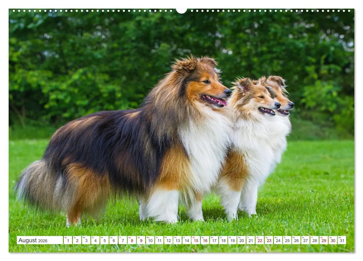 Bild: 9783457372104 | Sheltie - Ein Stück vom Glück (Wandkalender 2026 DIN A2 quer),...