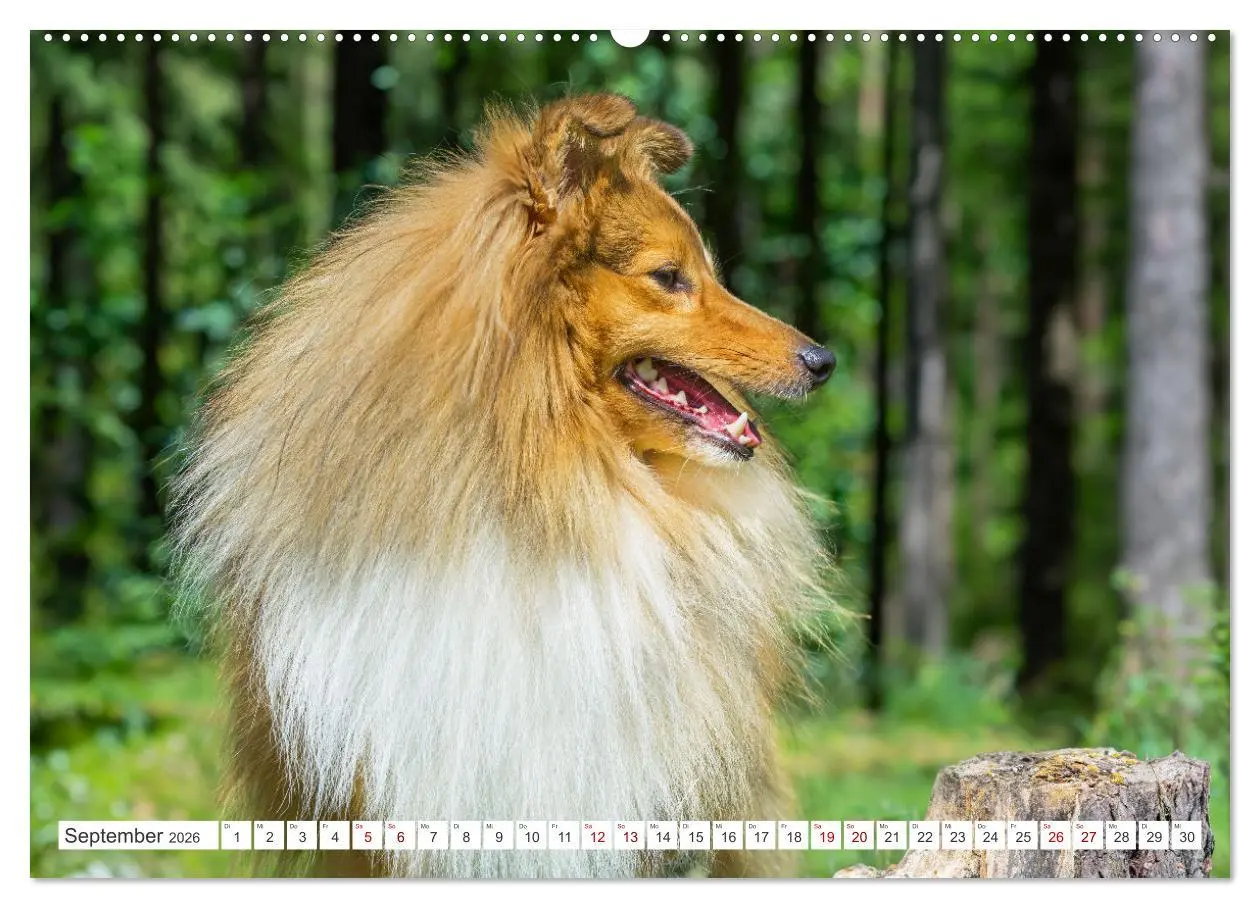 Bild: 9783457372104 | Sheltie - Ein Stück vom Glück (Wandkalender 2026 DIN A2 quer),...