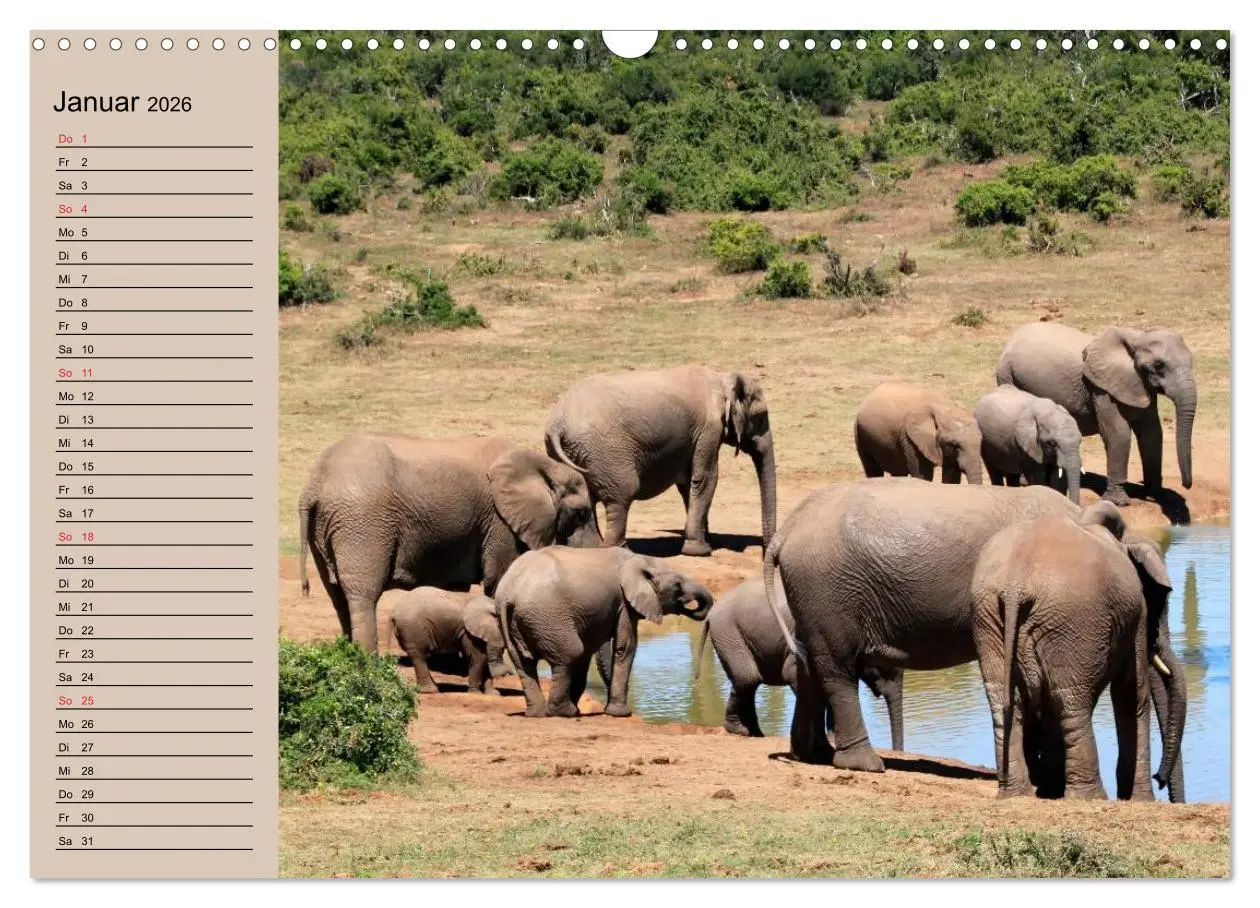 Bild: 9783457992104 | Elefanten. Sensible Rüsseltiere (Wandkalender 2026 DIN A3 quer),...