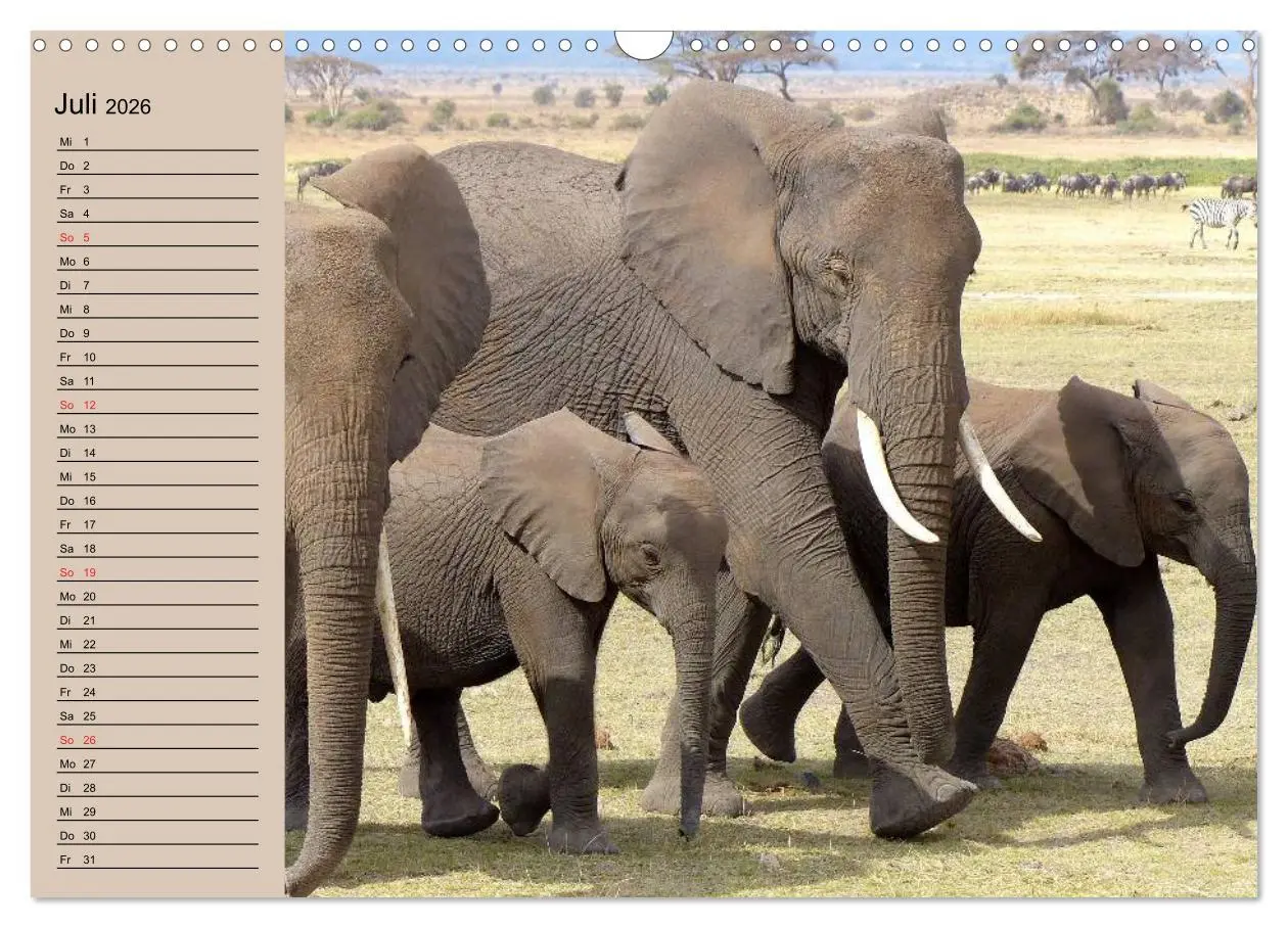 Bild: 9783457992104 | Elefanten. Sensible Rüsseltiere (Wandkalender 2026 DIN A3 quer),...