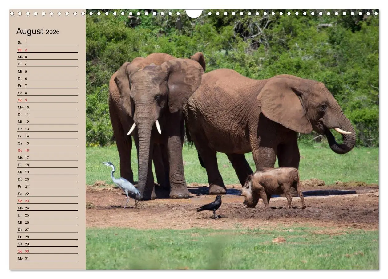 Bild: 9783457992104 | Elefanten. Sensible Rüsseltiere (Wandkalender 2026 DIN A3 quer),...