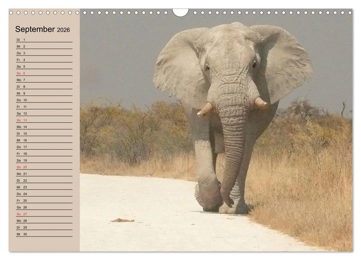 Bild: 9783457992104 | Elefanten. Sensible Rüsseltiere (Wandkalender 2026 DIN A3 quer),...
