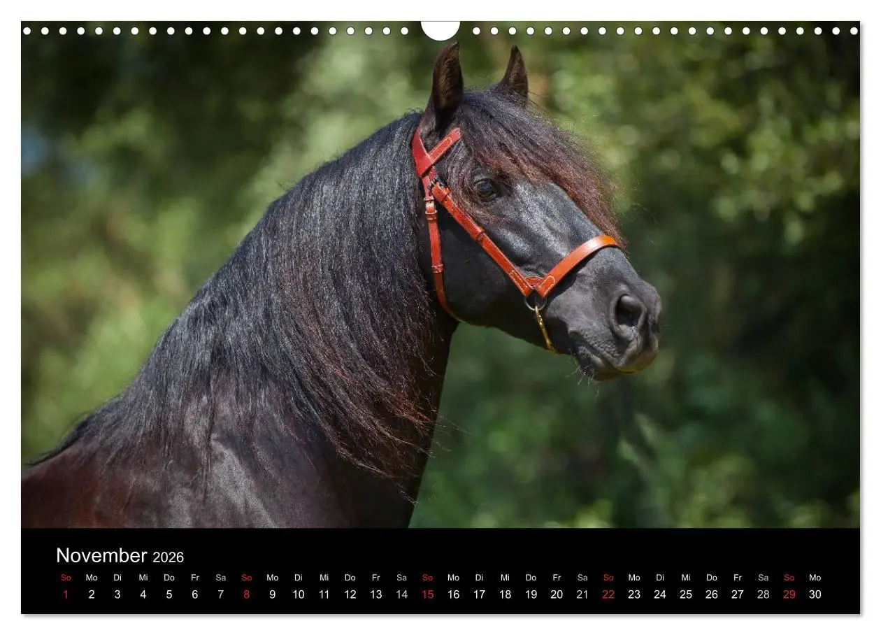 Bild: 9783516082104 | Spaniens stolze Pferde (Wandkalender 2026 DIN A3 quer), CALVENDO...