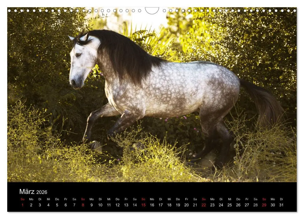 Bild: 9783516082104 | Spaniens stolze Pferde (Wandkalender 2026 DIN A3 quer), CALVENDO...