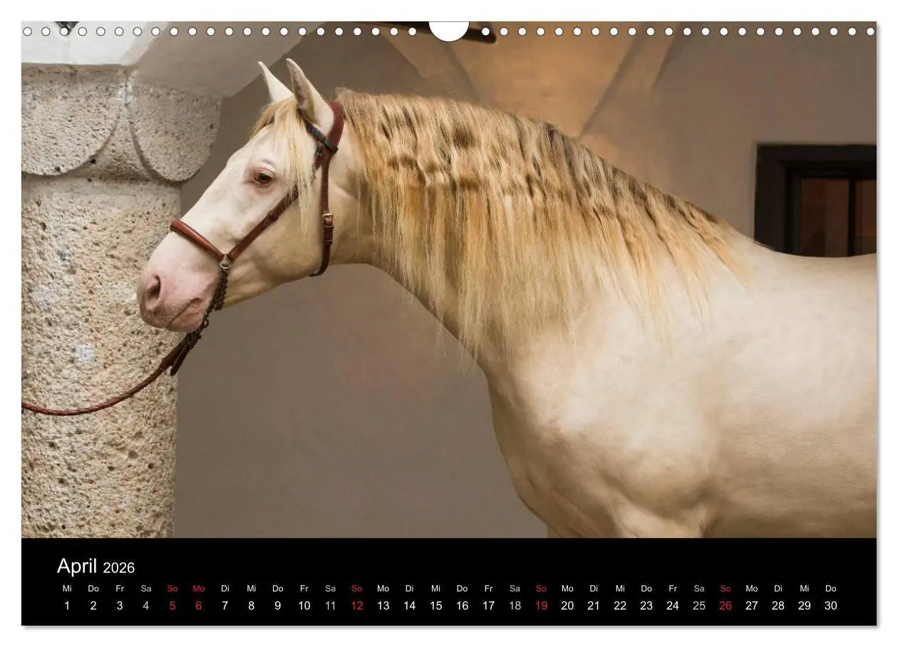 Bild: 9783516082104 | Spaniens stolze Pferde (Wandkalender 2026 DIN A3 quer), CALVENDO...