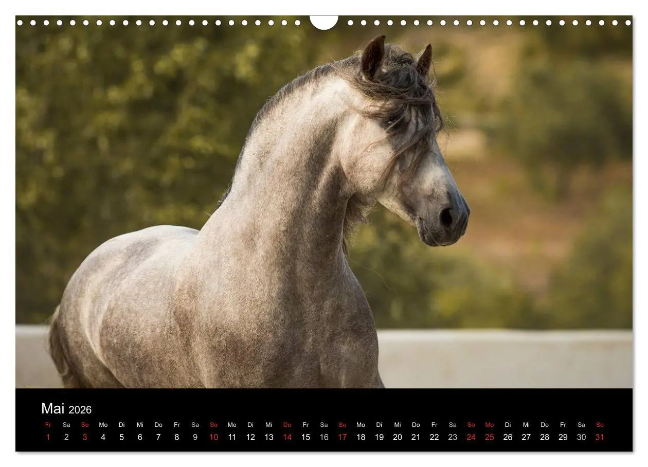 Bild: 9783516082104 | Spaniens stolze Pferde (Wandkalender 2026 DIN A3 quer), CALVENDO...