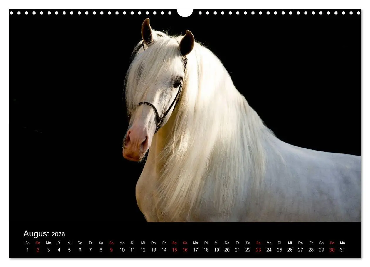 Bild: 9783516082104 | Spaniens stolze Pferde (Wandkalender 2026 DIN A3 quer), CALVENDO...