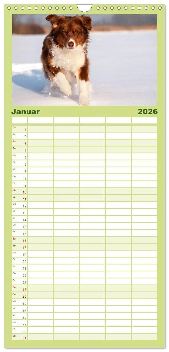 Bild: 9783516512304 | Familienplaner 2026 - Australian Shepherd mit 5 Spalten...