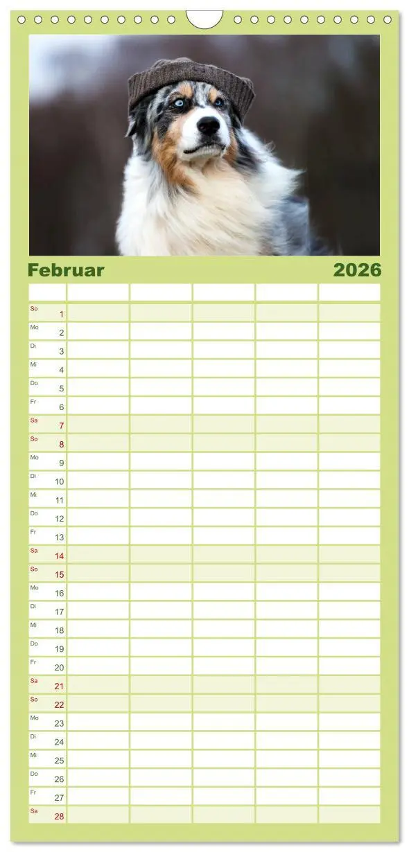 Bild: 9783516512304 | Familienplaner 2026 - Australian Shepherd mit 5 Spalten...