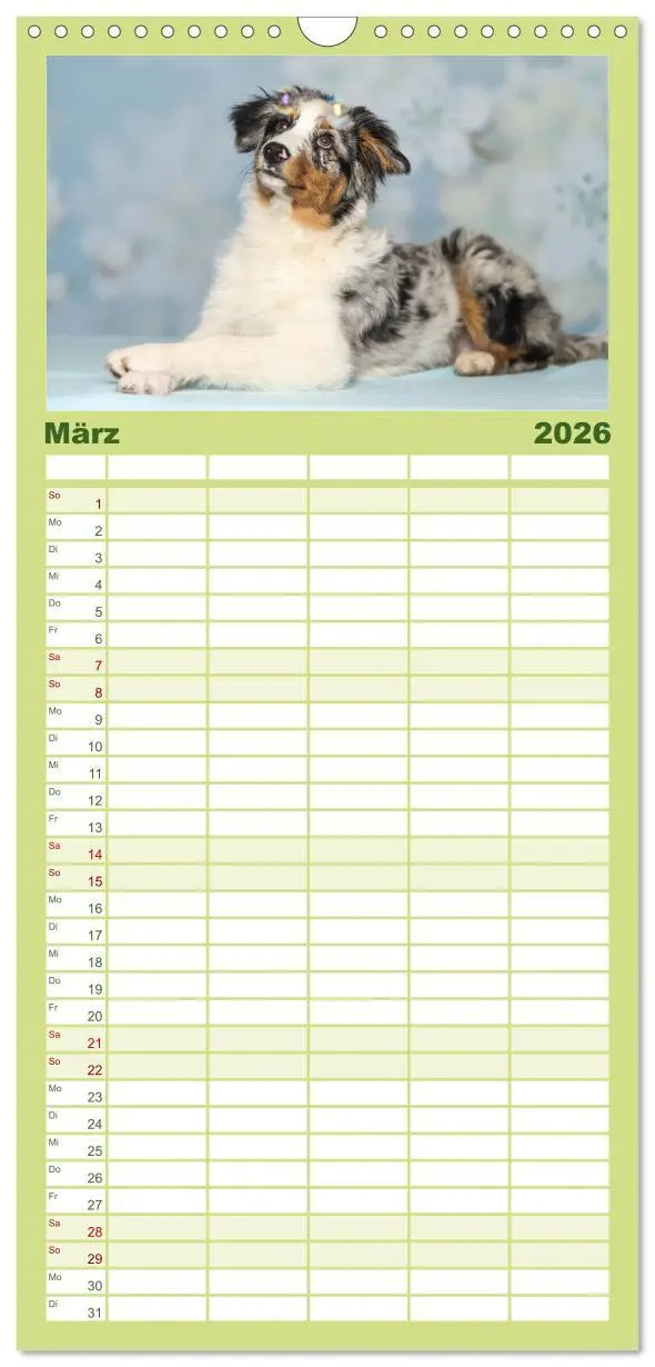 Bild: 9783516512304 | Familienplaner 2026 - Australian Shepherd mit 5 Spalten...