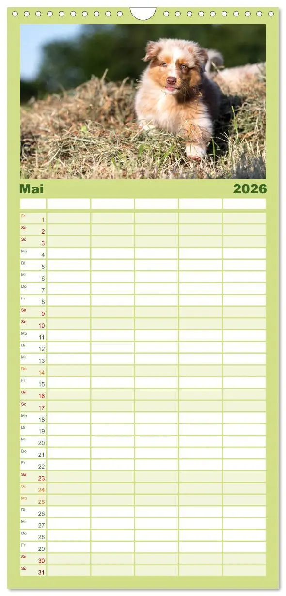 Bild: 9783516512304 | Familienplaner 2026 - Australian Shepherd mit 5 Spalten...