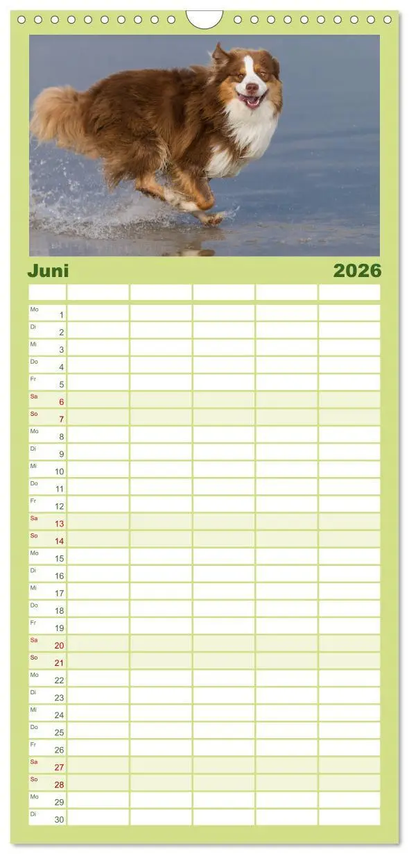 Bild: 9783516512304 | Familienplaner 2026 - Australian Shepherd mit 5 Spalten...