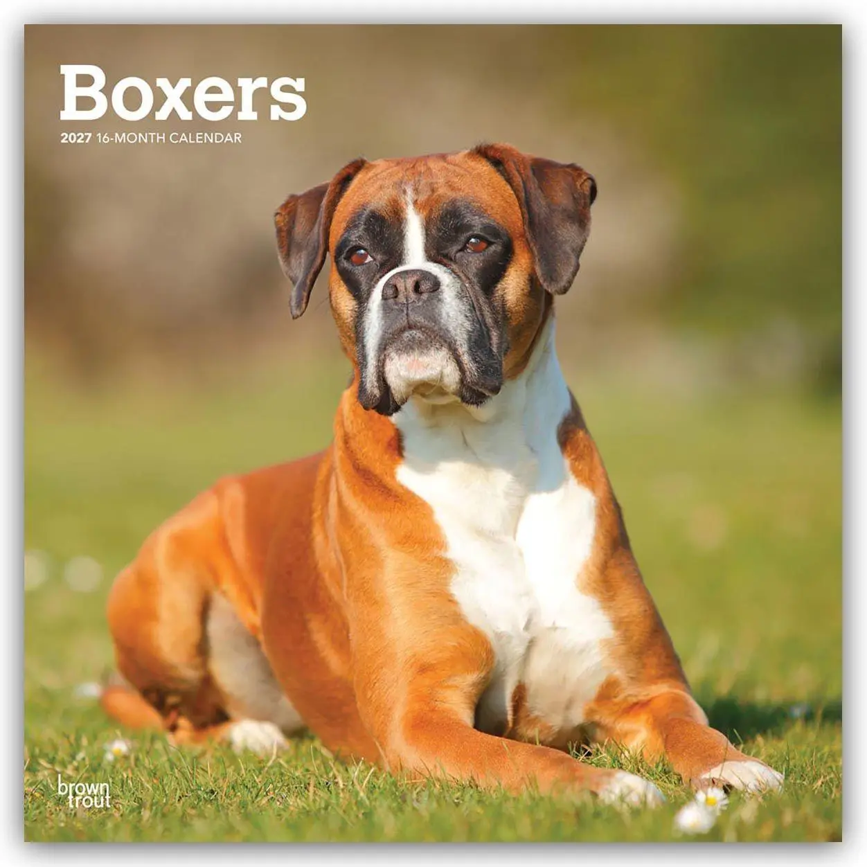 Cover: 9798330712304 | Boxers - Boxer 2027 - 16-Monatskalender | Browntrout Publishers | 2027