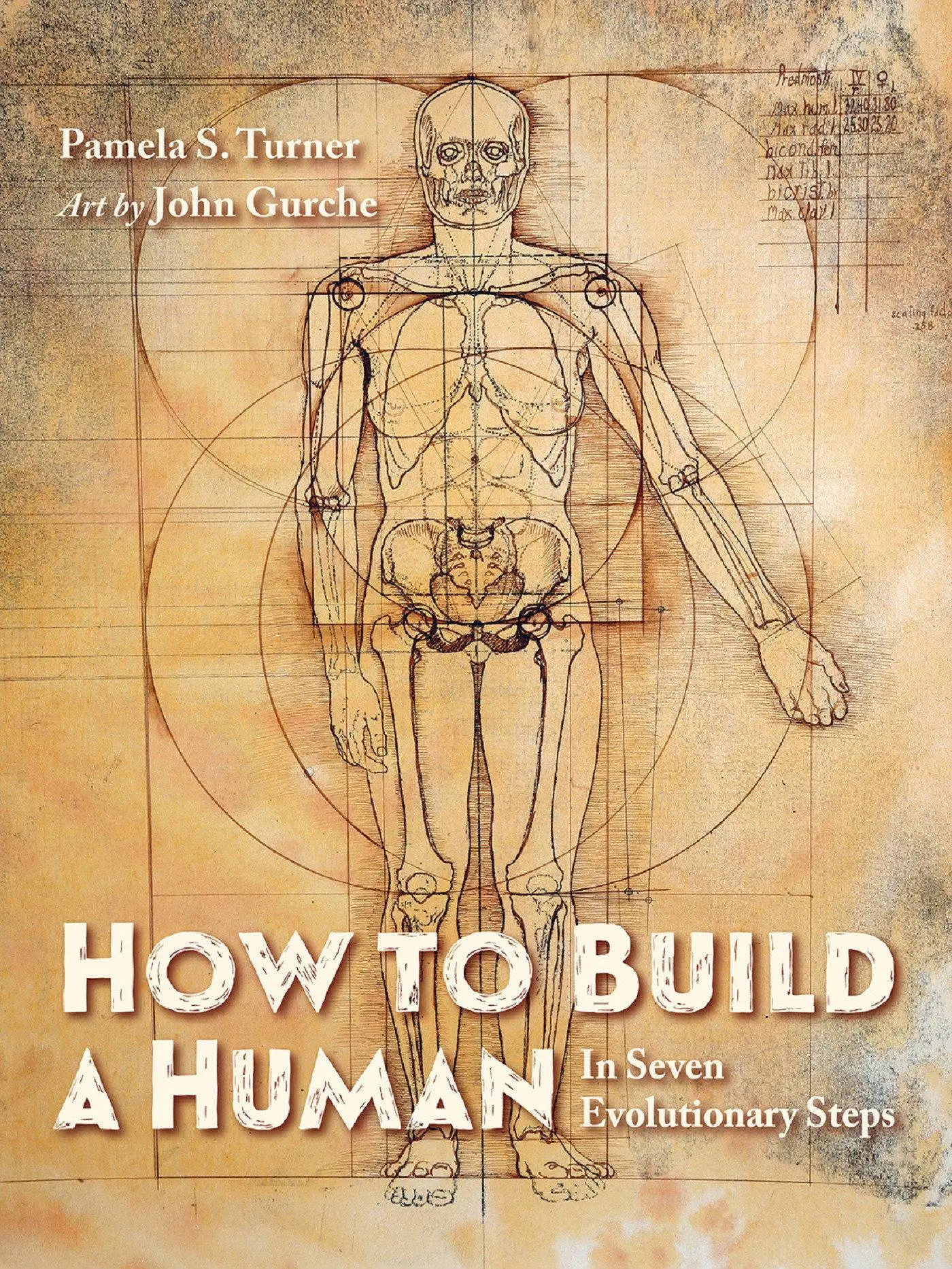 Cover: 9781623542504 | How to Build a Human | In Seven Evolutionary Steps | Pamela S Turner
