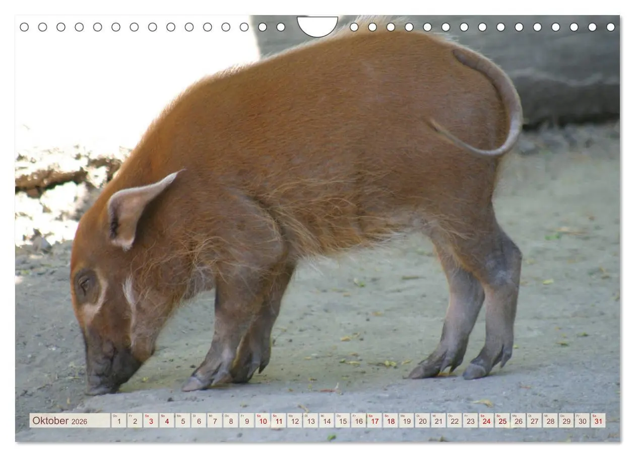 Bild: 9783457882504 | Tierische Schweinerei (Wandkalender 2026 DIN A4 quer), CALVENDO...