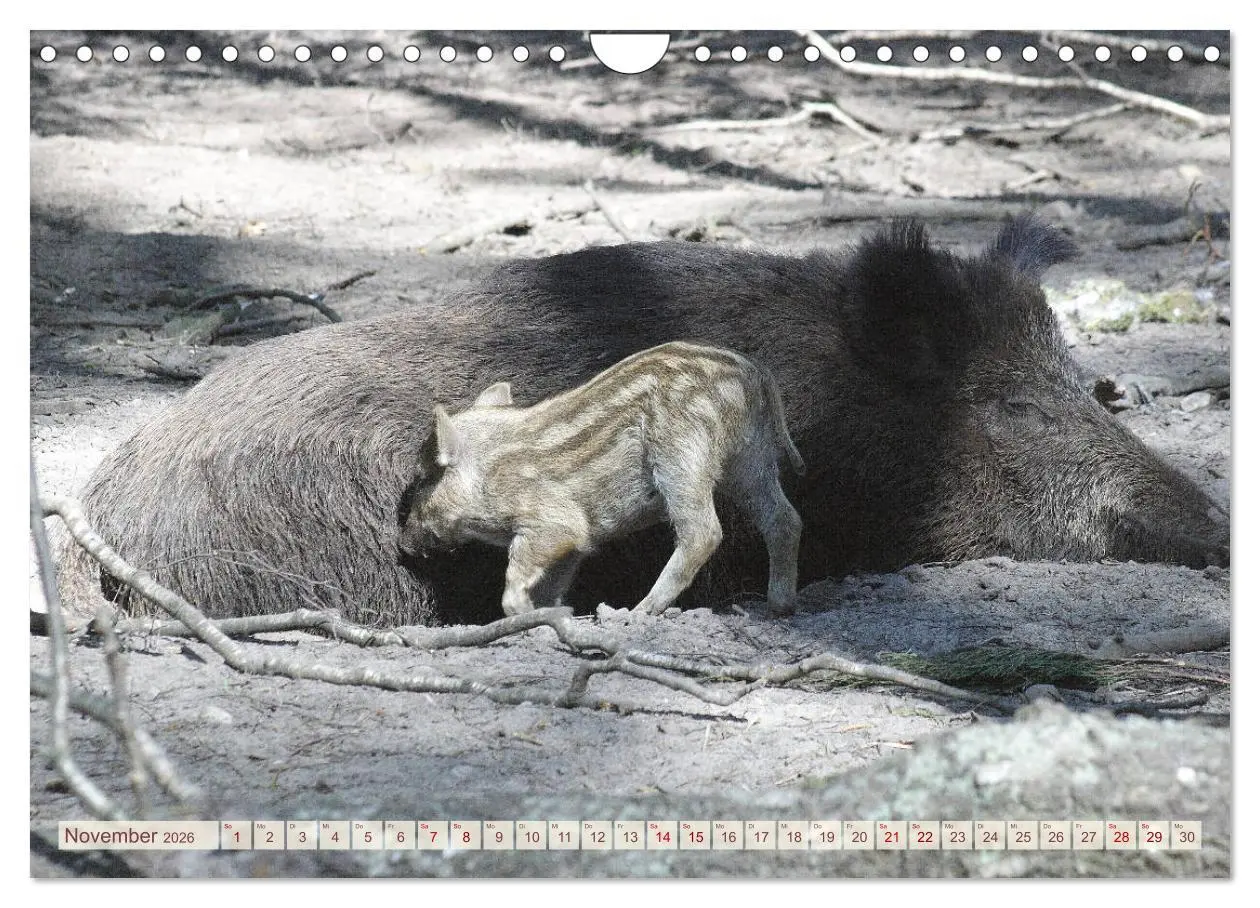 Bild: 9783457882504 | Tierische Schweinerei (Wandkalender 2026 DIN A4 quer), CALVENDO...