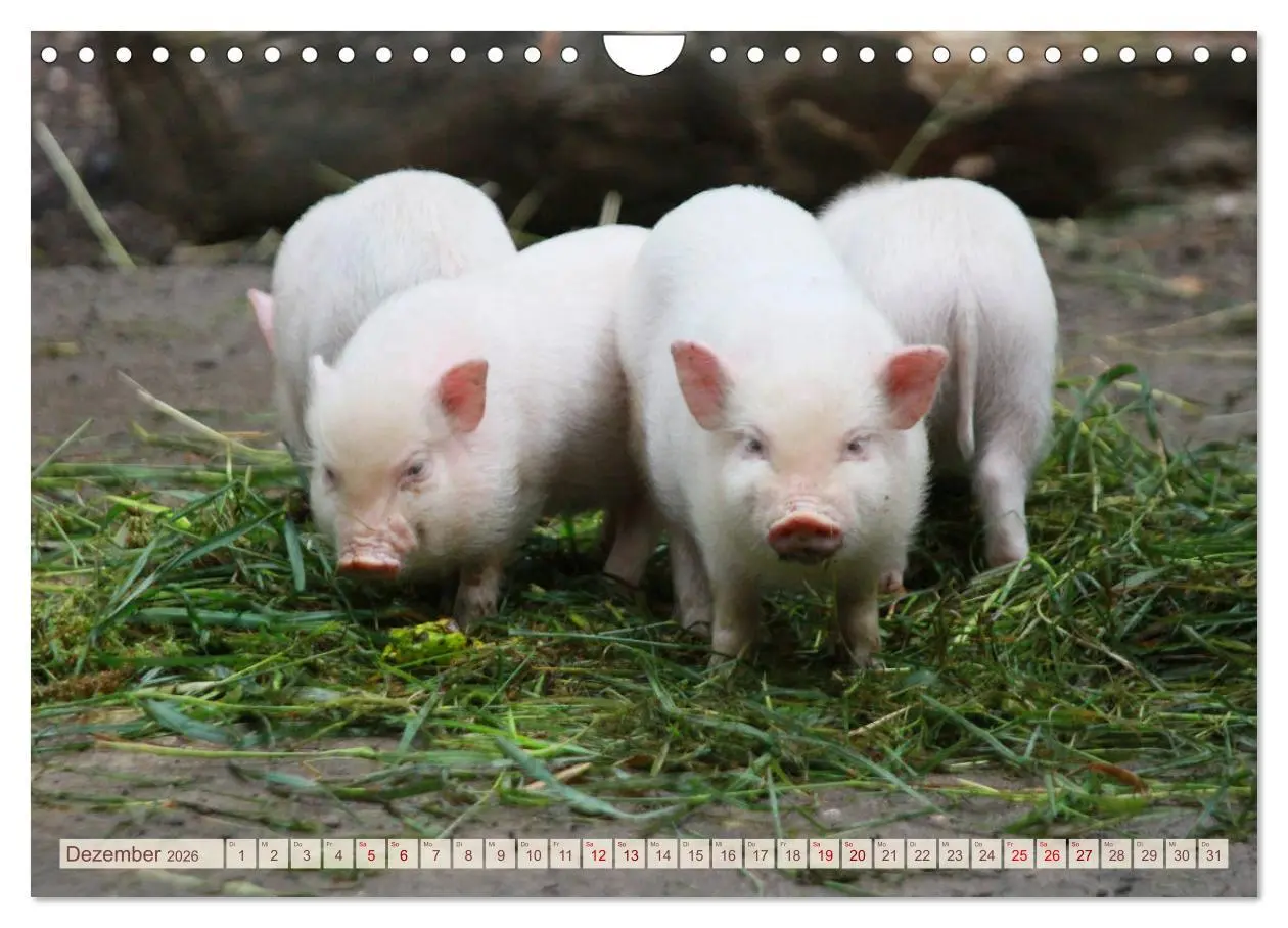 Bild: 9783457882504 | Tierische Schweinerei (Wandkalender 2026 DIN A4 quer), CALVENDO...