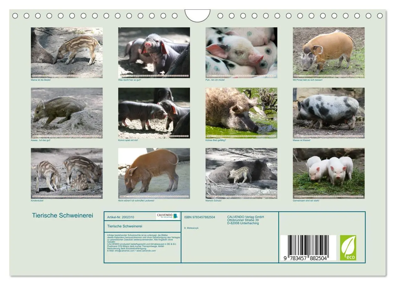 Bild: 9783457882504 | Tierische Schweinerei (Wandkalender 2026 DIN A4 quer), CALVENDO...