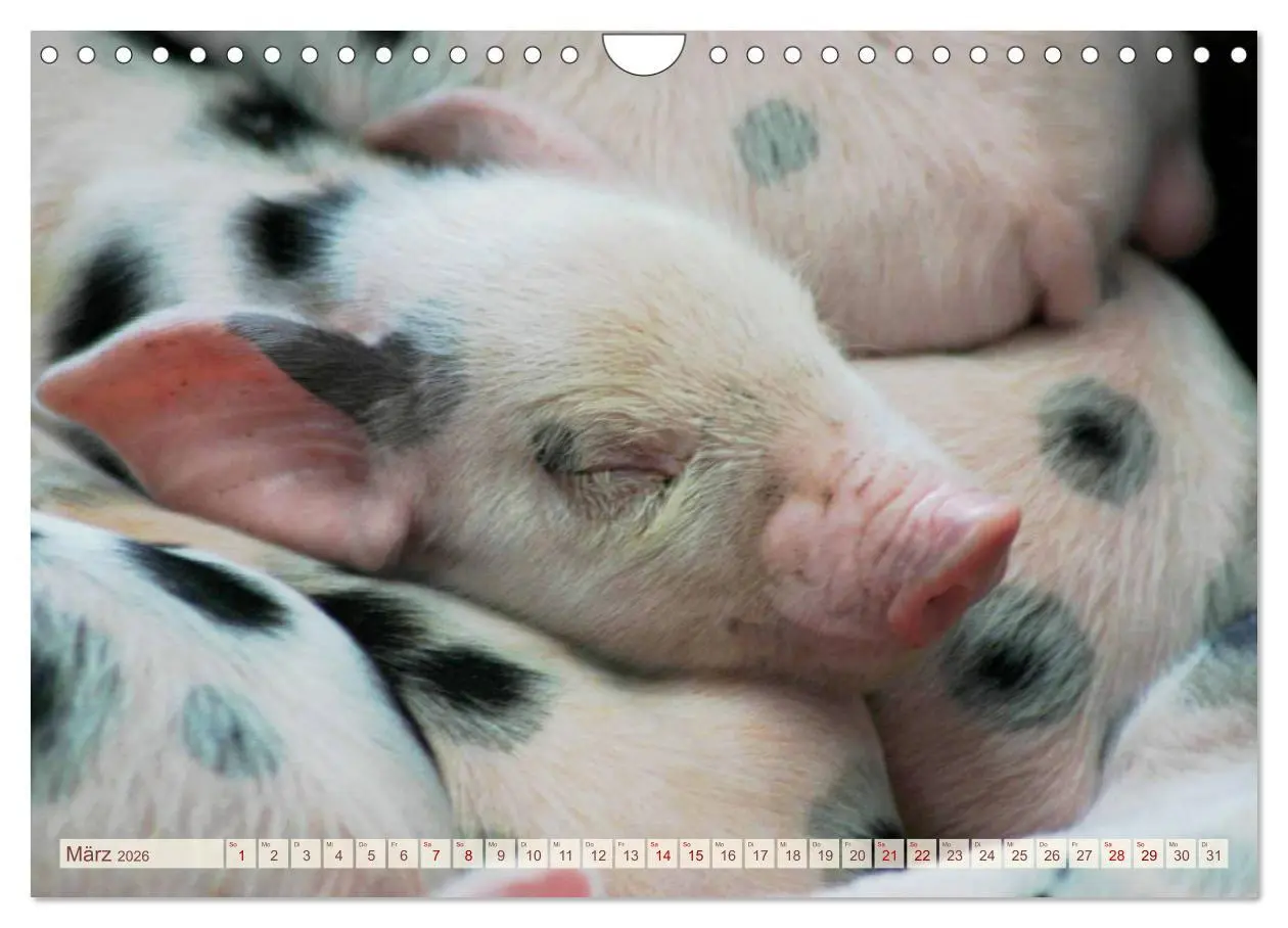 Bild: 9783457882504 | Tierische Schweinerei (Wandkalender 2026 DIN A4 quer), CALVENDO...