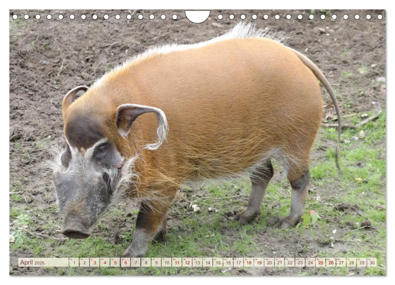 Bild: 9783457882504 | Tierische Schweinerei (Wandkalender 2026 DIN A4 quer), CALVENDO...