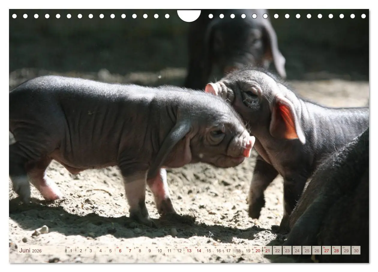 Bild: 9783457882504 | Tierische Schweinerei (Wandkalender 2026 DIN A4 quer), CALVENDO...