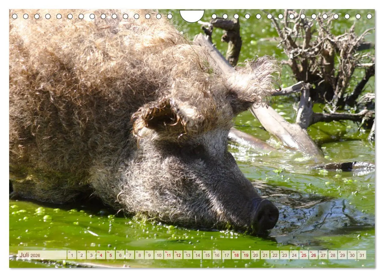 Bild: 9783457882504 | Tierische Schweinerei (Wandkalender 2026 DIN A4 quer), CALVENDO...