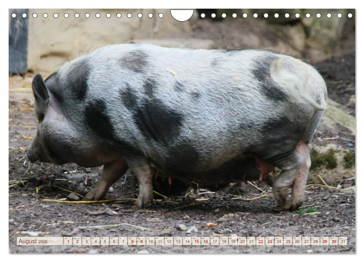 Bild: 9783457882504 | Tierische Schweinerei (Wandkalender 2026 DIN A4 quer), CALVENDO...