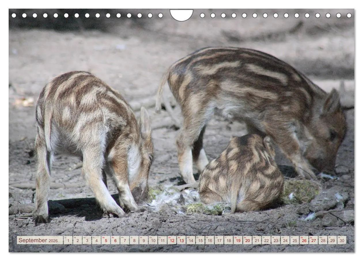 Bild: 9783457882504 | Tierische Schweinerei (Wandkalender 2026 DIN A4 quer), CALVENDO...