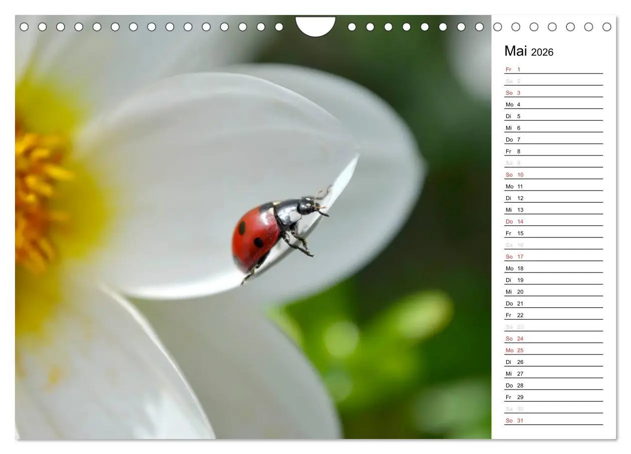 Bild: 9783516182804 | Marienkäfer 2026 (Wandkalender 2026 DIN A4 quer), CALVENDO...