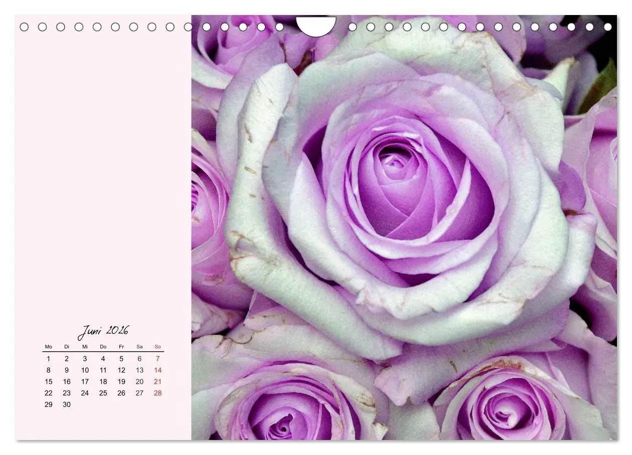 Bild: 9783457772904 | Rosen. Charmante und edle Königinnen (Wandkalender 2026 DIN A4...