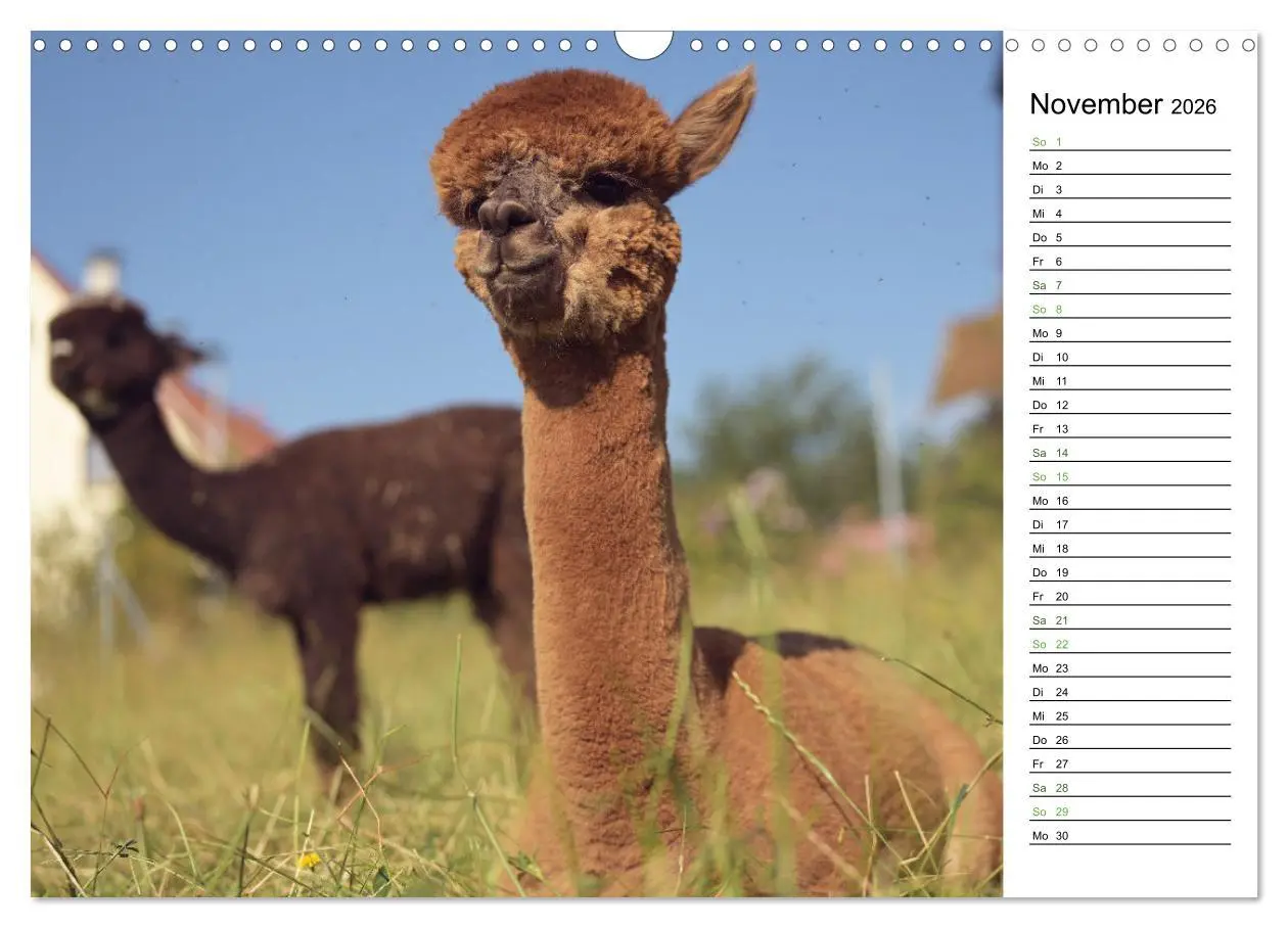 Bild: 9783457353004 | Alpakas im Paradies (Wandkalender 2026 DIN A3 quer), CALVENDO...