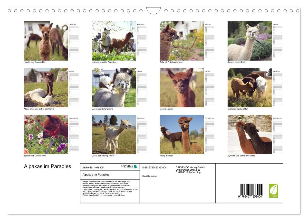 Bild: 9783457353004 | Alpakas im Paradies (Wandkalender 2026 DIN A3 quer), CALVENDO...