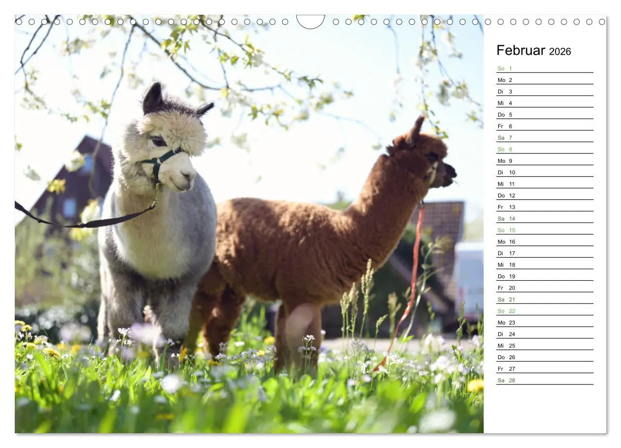Bild: 9783457353004 | Alpakas im Paradies (Wandkalender 2026 DIN A3 quer), CALVENDO...