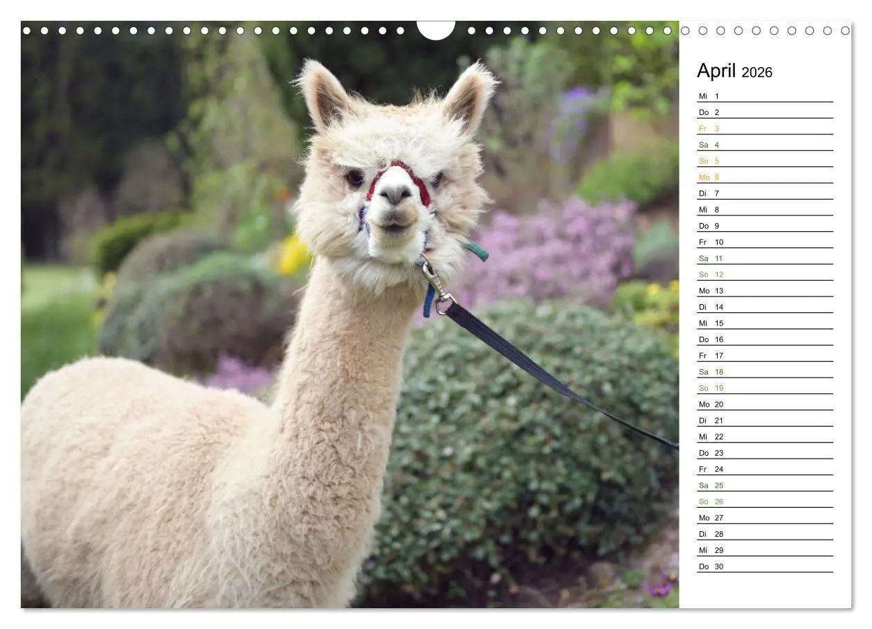 Bild: 9783457353004 | Alpakas im Paradies (Wandkalender 2026 DIN A3 quer), CALVENDO...
