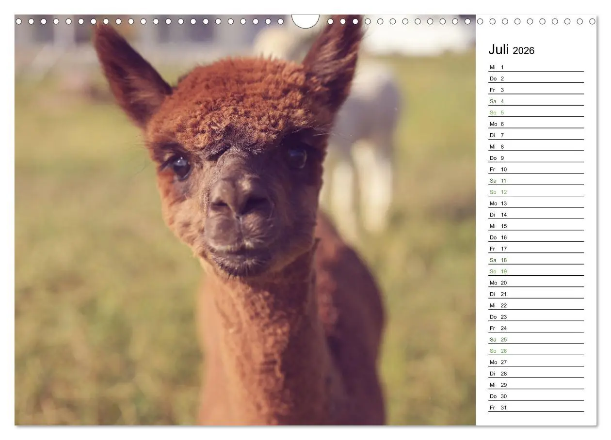 Bild: 9783457353004 | Alpakas im Paradies (Wandkalender 2026 DIN A3 quer), CALVENDO...