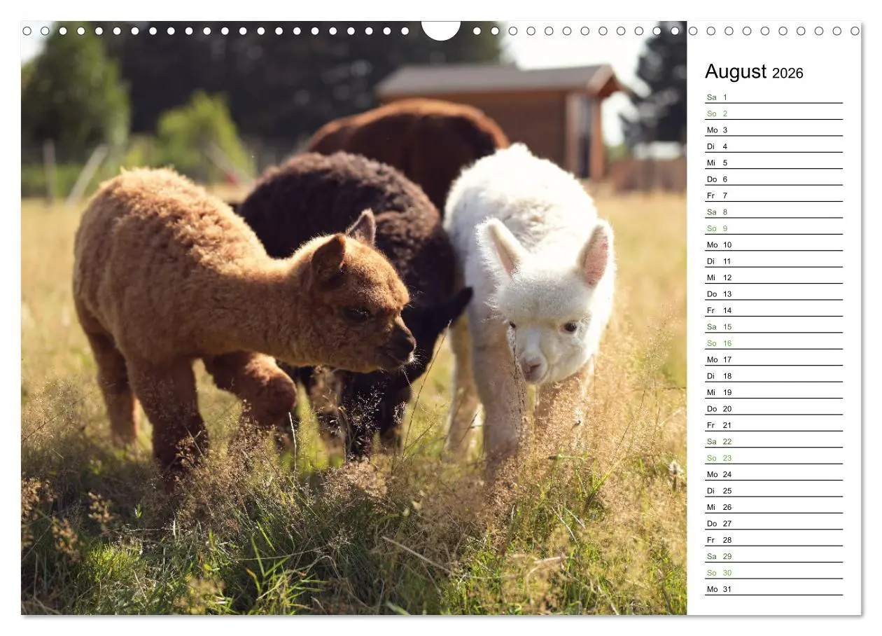 Bild: 9783457353004 | Alpakas im Paradies (Wandkalender 2026 DIN A3 quer), CALVENDO...