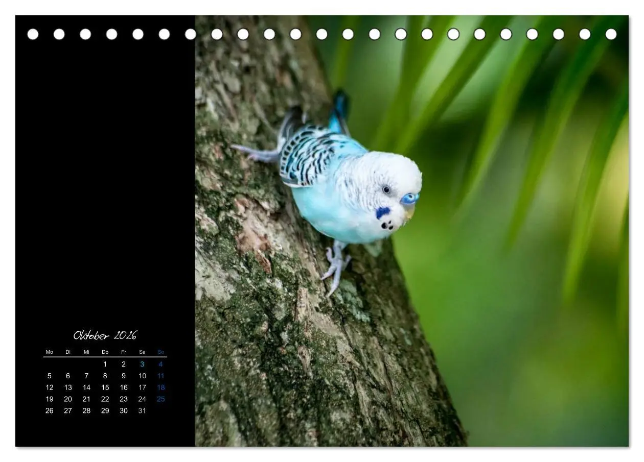 Bild: 9783516133004 | Malediven - dem Himmel so nah (Tischkalender 2026 DIN A5 quer),...