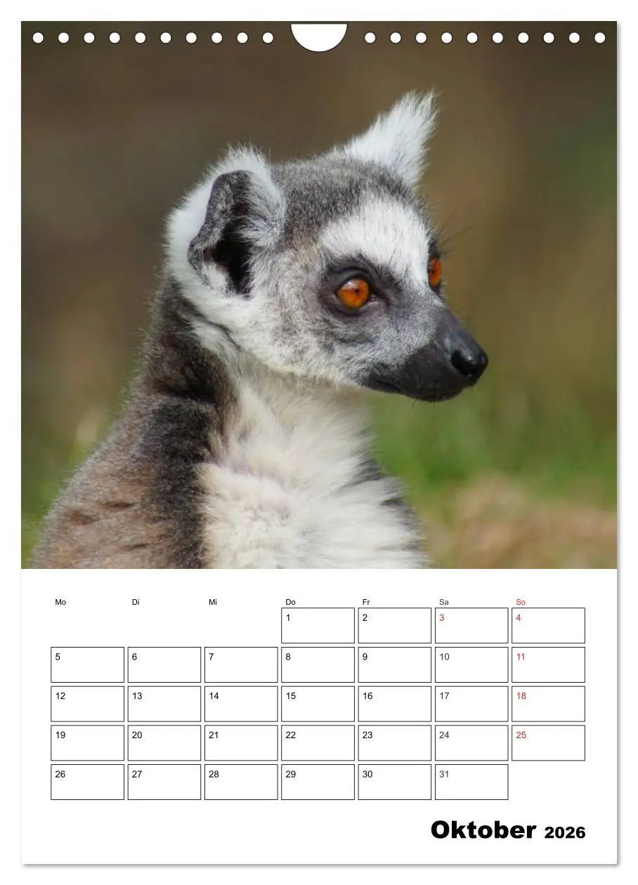 Bild: 9783516433104 | Katta Terminplaner (Wandkalender 2026 DIN A4 hoch), CALVENDO...